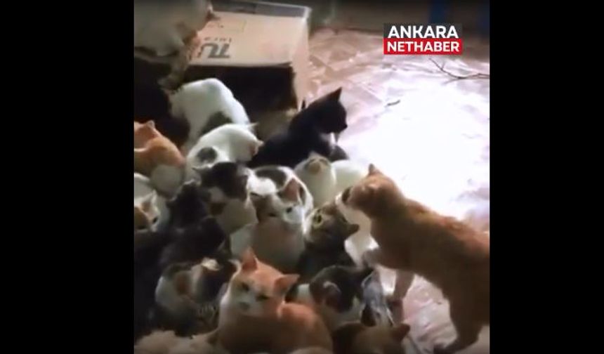 Soğuk havada yürek ısıtan görüntü: Mahalledeki kedilere kapısını açtı