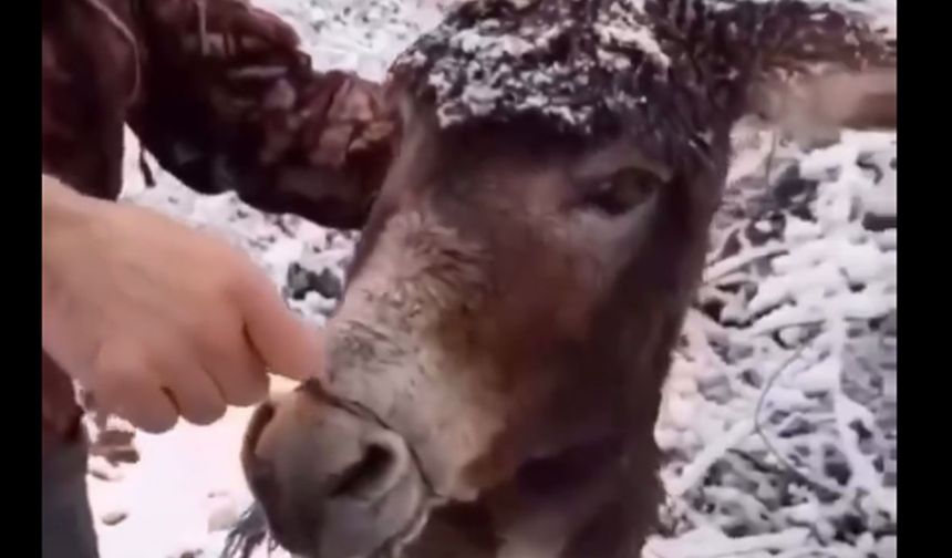 Böyle vicdansızlık görülmedi! Eşeğin ağzı telle bağlandı, ölüme terkedildi