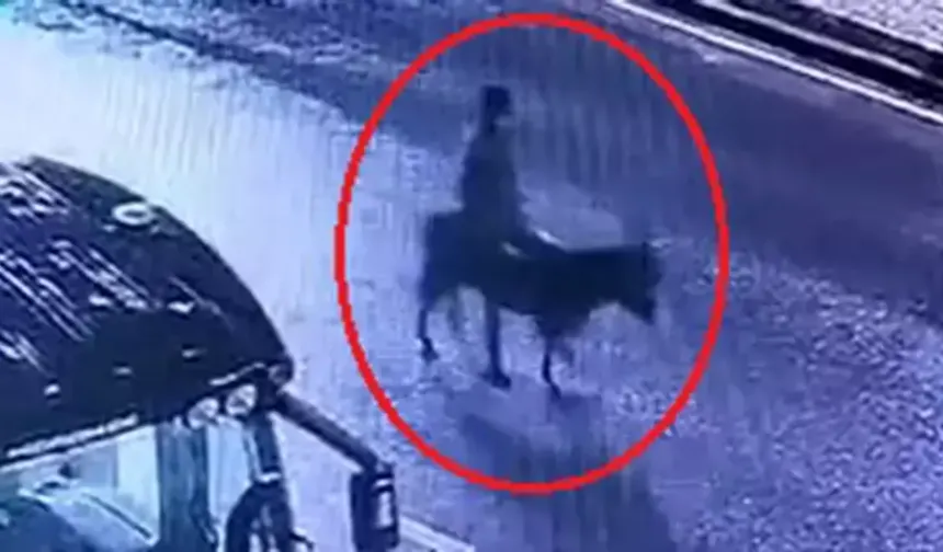 Kayseri’de akılalmaz soygun: Forkliftle kepengi kırdı, altınları eşeğe yükleyip kaçtı