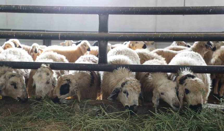 Elazığ'da çiçek hastalığı alarmı! 6 köy karantinaya alındı