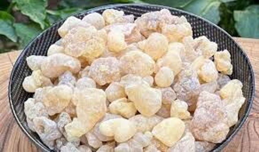 Geçmeyen öksürüğe doğal çözüm: Akgünlük sakızı önerisi