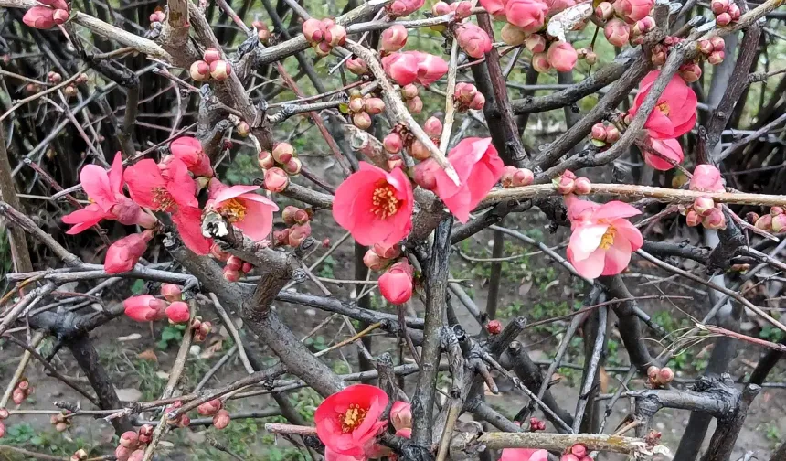 Bahar provası yapan Japon ayvası çiçek açtı