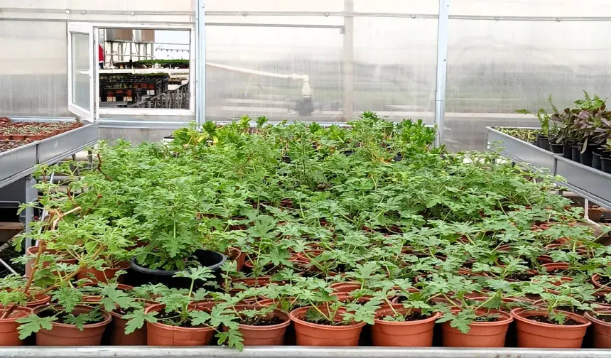 Milli Botanik Bahçesinin seraları biyoçeşitliliğe katkı sunuyor