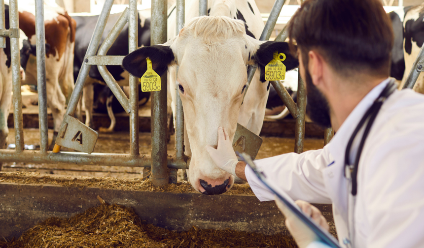 Ankara’da küçük ölçekli işletmelere veteriner desteği başladı