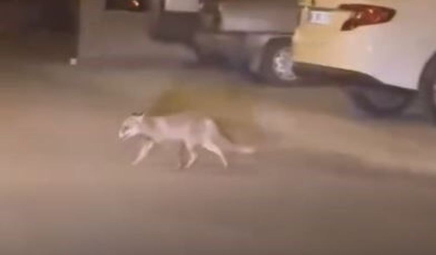 Ankara Beypazarı’nda Aç Kalan Tilki Mahalleye İndi