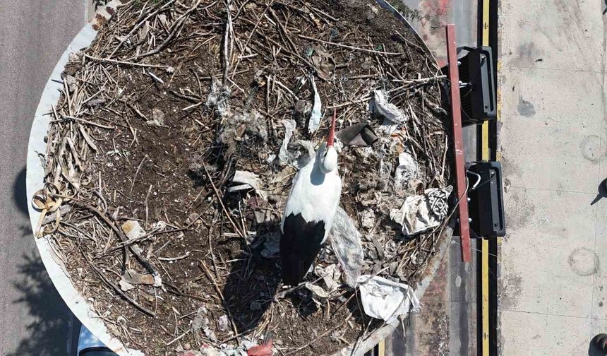 Baharın müjdecileri Ankara’daki yuvalarına döndü!