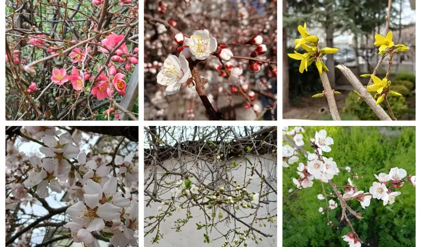 Baharın renkleri doğayı canlandırıyor