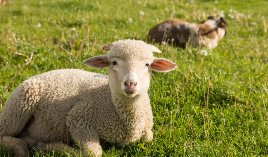 Küçükbaş mı, büyükbaş mı? İşte 2026'nın güncel kurbanlık fiyatları...