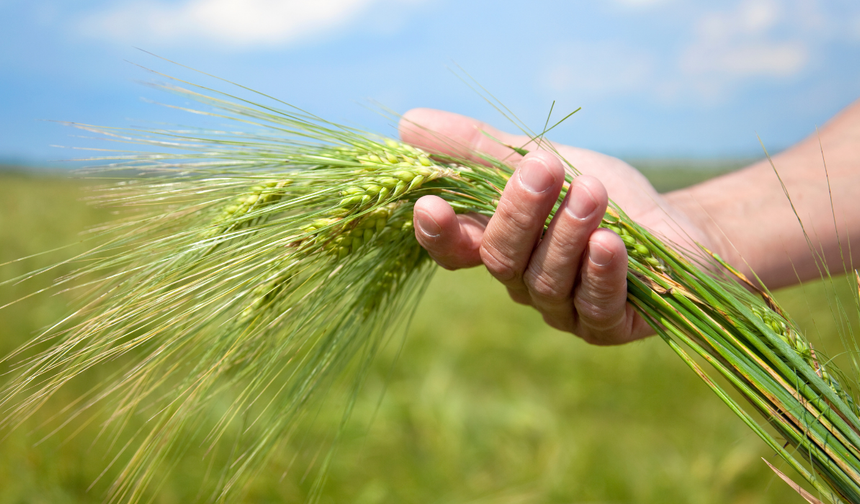 Ankara’daki üreticiler dikkat: ABB'nin Tarım ve hayvancılık destekleri genişledi