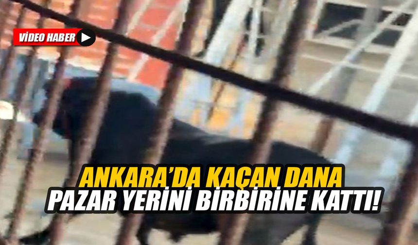 Ankara’da kaçan dana pazar yerini birbirine kattı