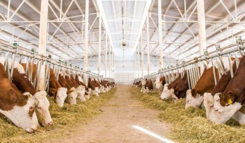 Devletten hayvancılık için büyük hamle! 108 bin besilik hayvan desteği geliyor