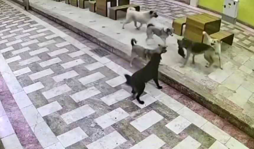 6 köpeğin saldırısına uğrayan  kedinin hayatta kalma mücadelesi kamerada!