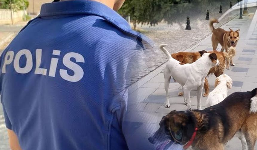 Ankara Emniyetinden NATO Zirvesi öncesi belediyelere sokak köpekleri talimatı!