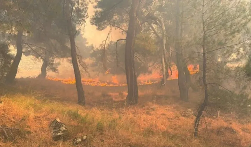 4 ilde yangınlar kontrol altına alındı, Aydın'da mücadele sürüyor