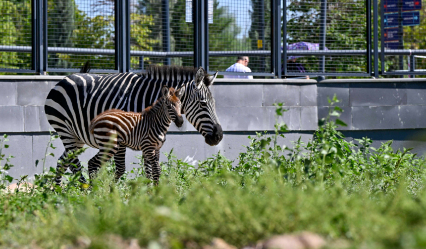 Doğal Yaşam Parkı'ndaki minik zebra ilgi odağı oldu: İsmini Ankaralılar belirleyecek!