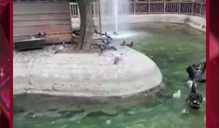 Kuğulu Park'ta Bahar Coşkusu: Yeni Doğan 4 Yavru Kuğu Ziyaretçileri Büyülüyor