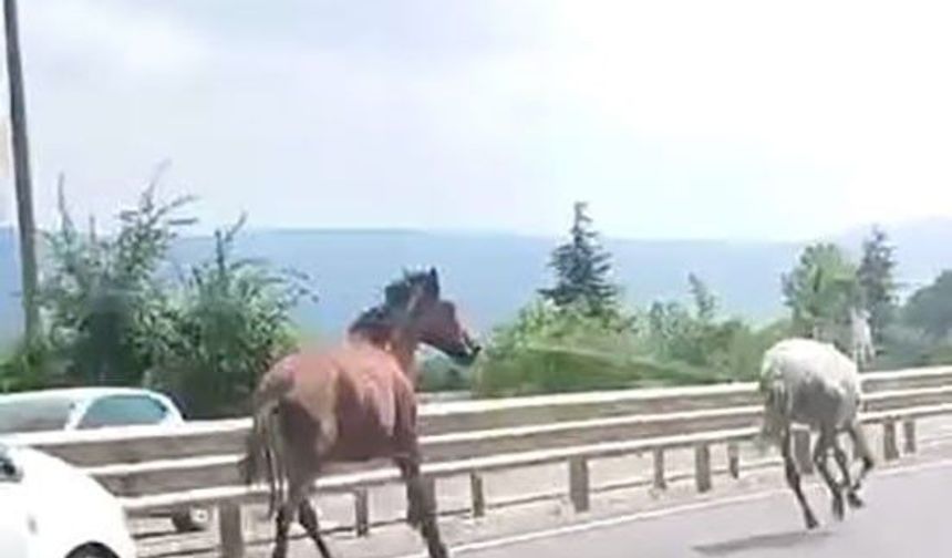 İşte gerçek beygir gücü! İki at trafikte araçlarla adeta yarıştı