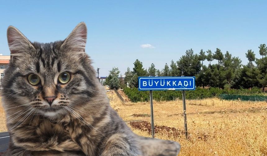 Kedinin ısırdığı 4 yaşındaki çocuk entübe edildi!