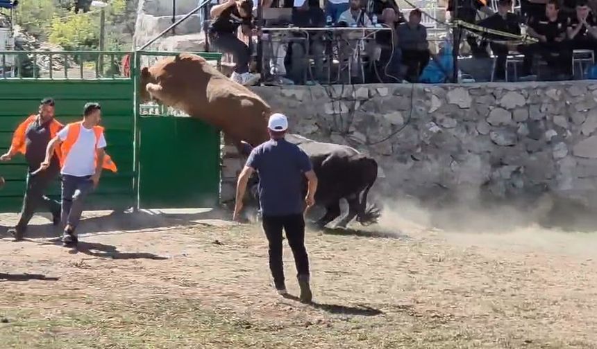 Rakibinden kaçan 600 kiloluk boğa, yaptığı hareketle herkesi şaşkına çevirdi