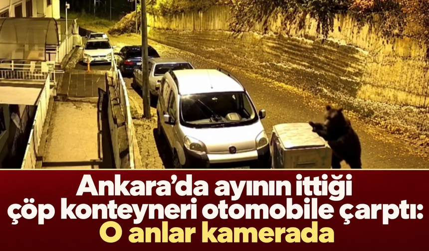 Ankara’da ayının ittiği çöp konteyneri otomobile çarptı: O anlar kamerada