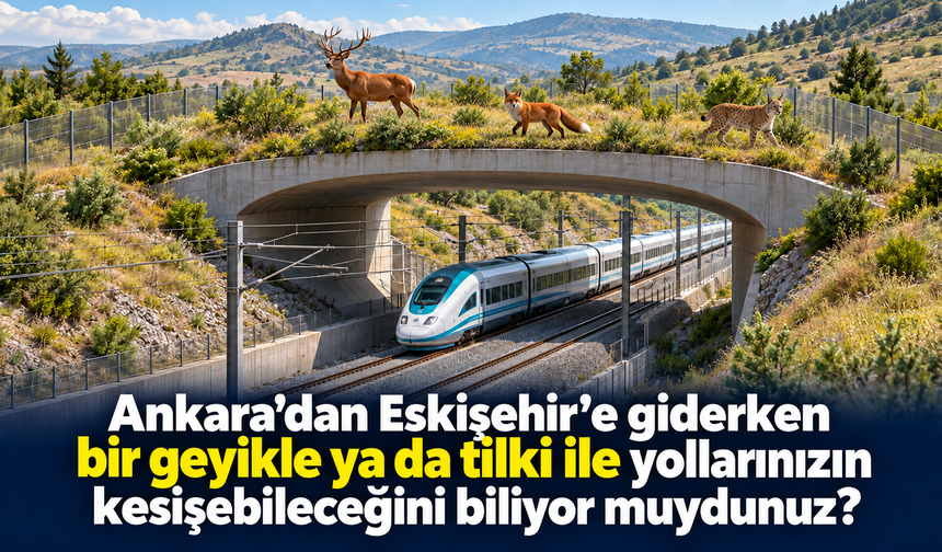 Ankara’dan Eskişehir’e giderken bir geyikle ya da tilki ile yollarınızın kesişebileceğini biliyor muydunuz?